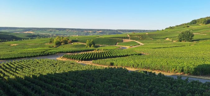 vue panoramique sur les coteaux du vignoble pendant les vendanges précoces-Métalinox