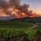 vignoble impacté par les feux